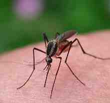 Female mosquito collecting blood.